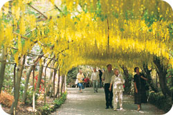 Bodnant Garden